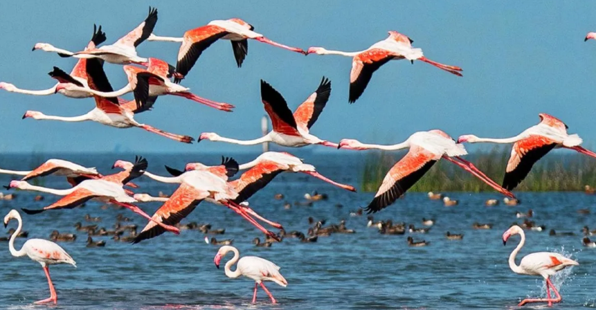 Kanwar Lake Bird Sanctuary, Begusarai